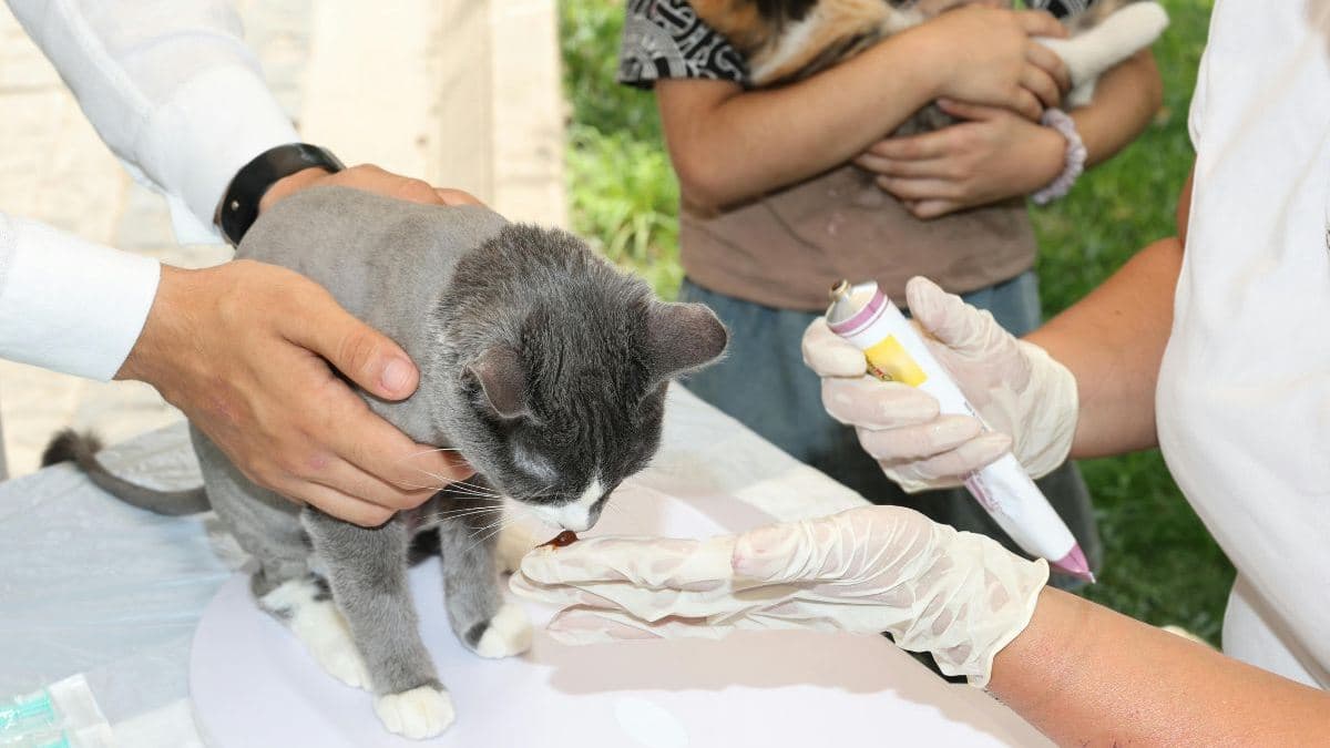 The mobile veterinary service provider from Houston, Texas, intends to restructure its finances, manage debtor obligations, and continue operations under the court’s guidance through the proceedings.