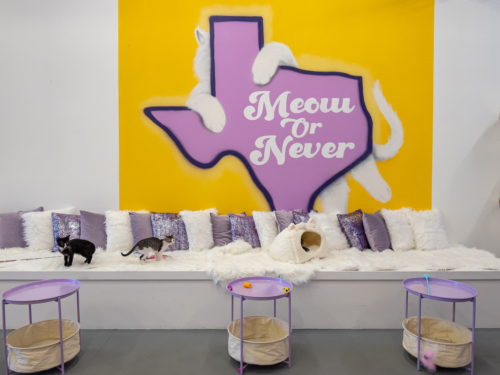 Purr-Fecto Cat Lounge to Open in the Southtown Lone Star District