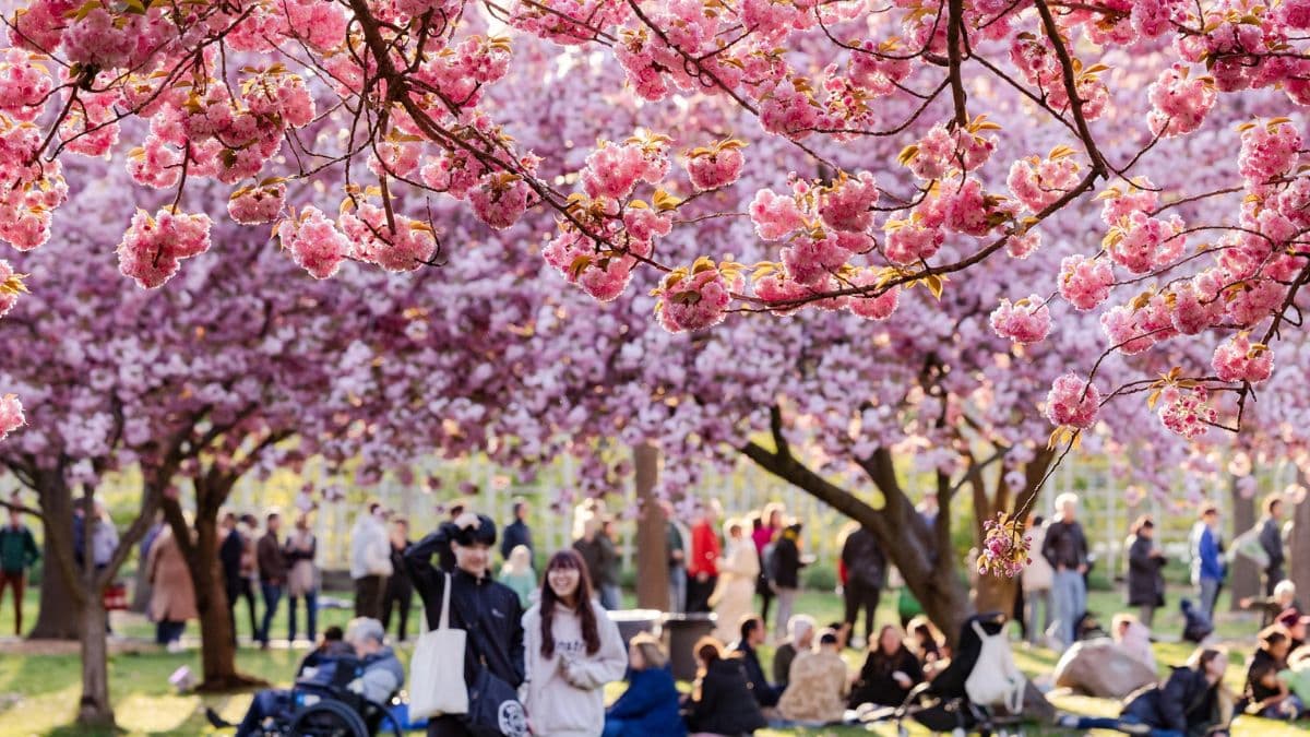 Hanami Nights Brings Cherry Blossom Spectacle to Brooklyn