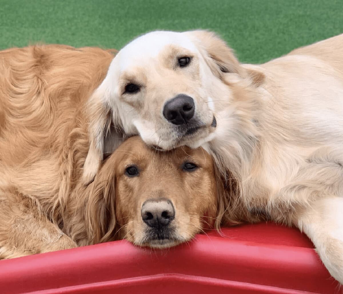 Camp Bow Wow Planning New Dog Daycare and Boarding Facility in New Braunfels